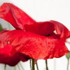 Mohn