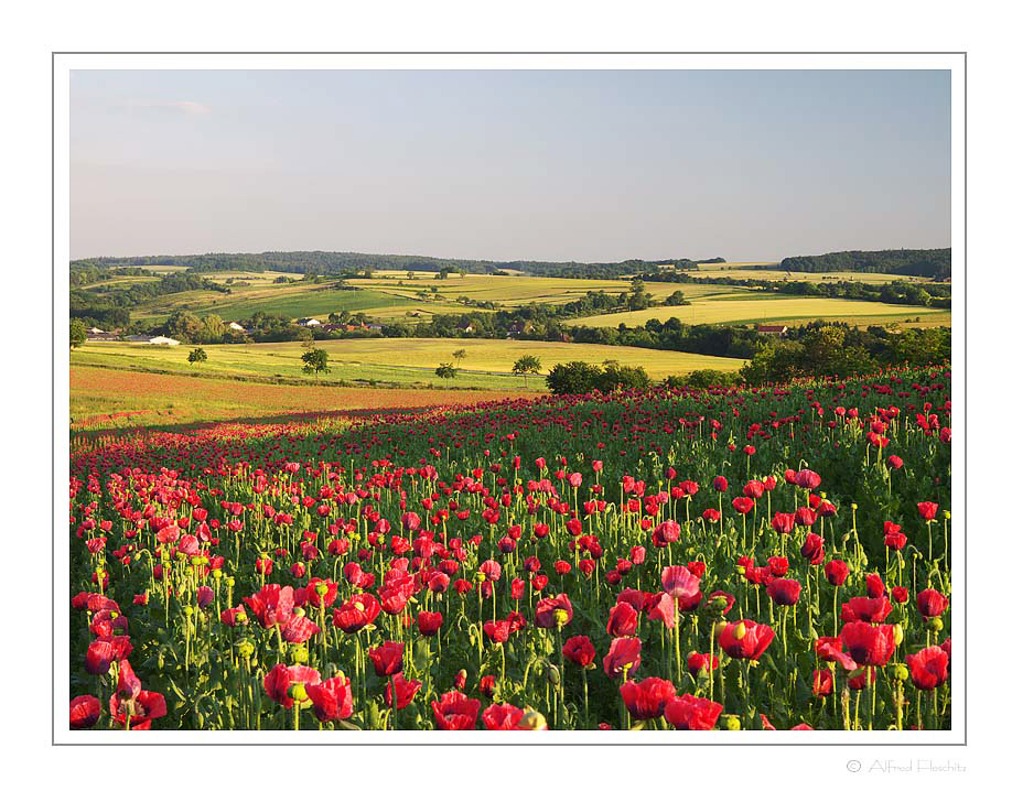 Mohn 008 2010