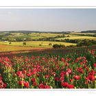 Mohn 008 2010