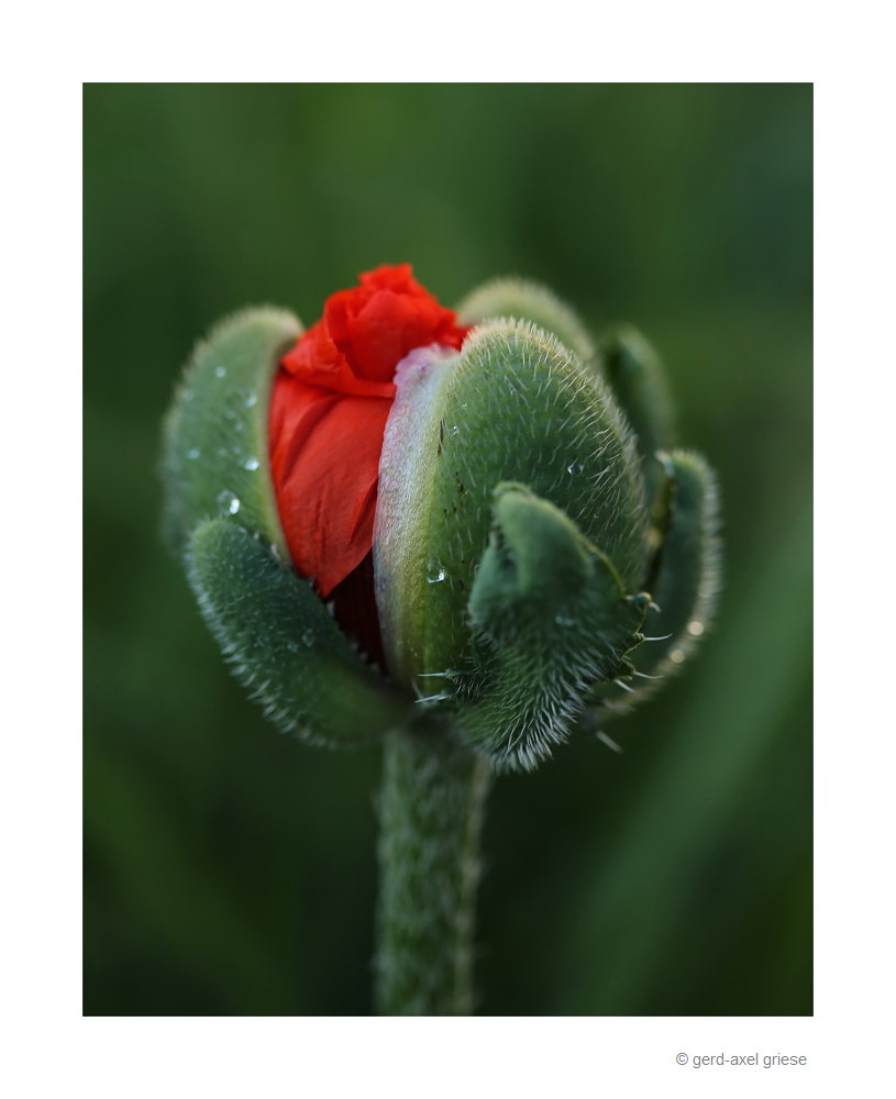 Mohn # 0097