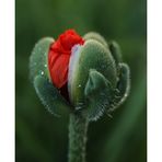 Mohn # 0097