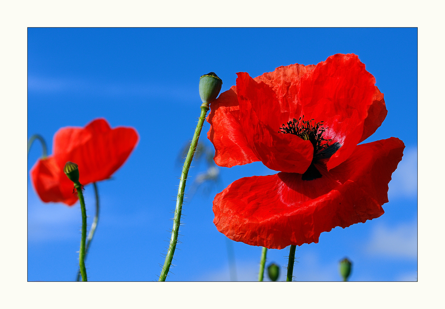 Mohn