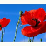 Mohn