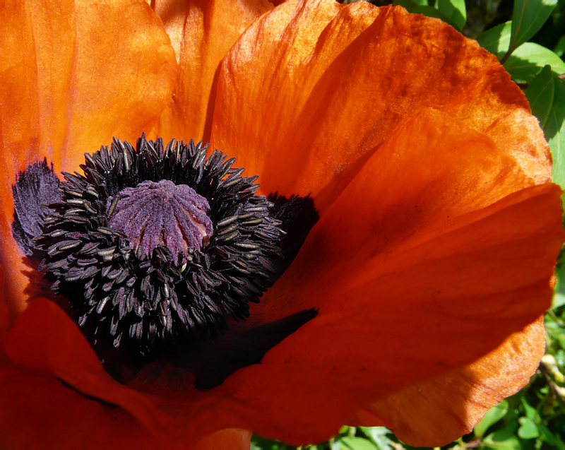 Mohn