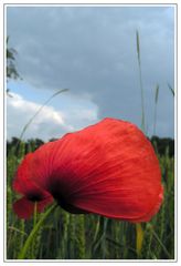 Mohn #01