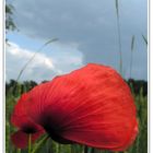 Mohn #01