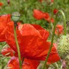 Mohn 01