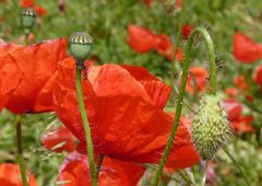 Mohn 01