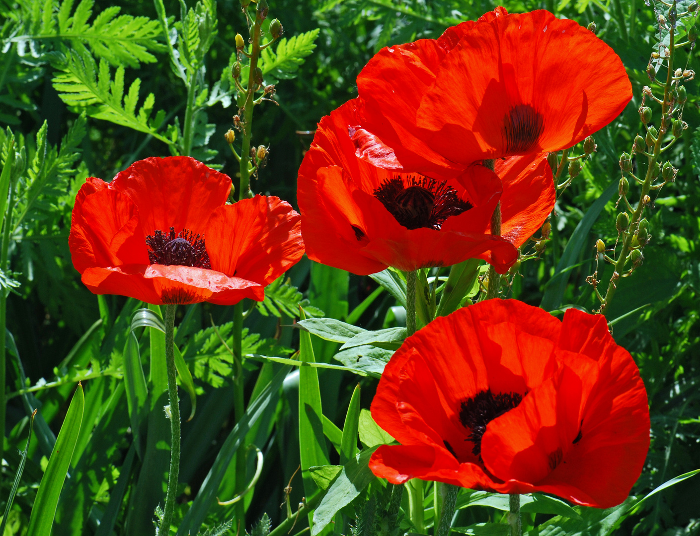 Mohn (01) Foto &amp; Bild | archiv, a r c h i v aktuell, rot Bilder auf ...