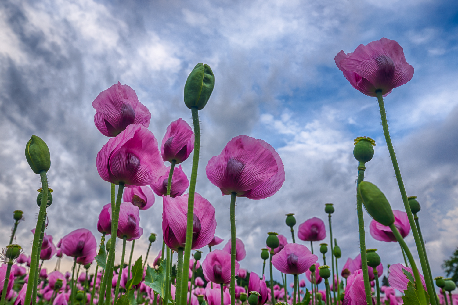 Mohn 01