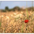 Mohn