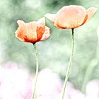 mohn