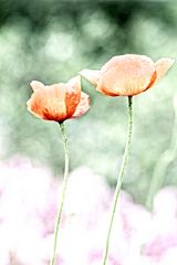 mohn