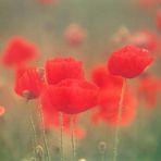 Mohn