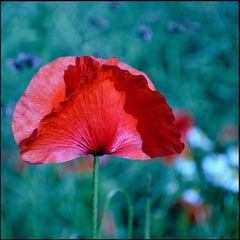 Mohn