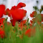 Mohn