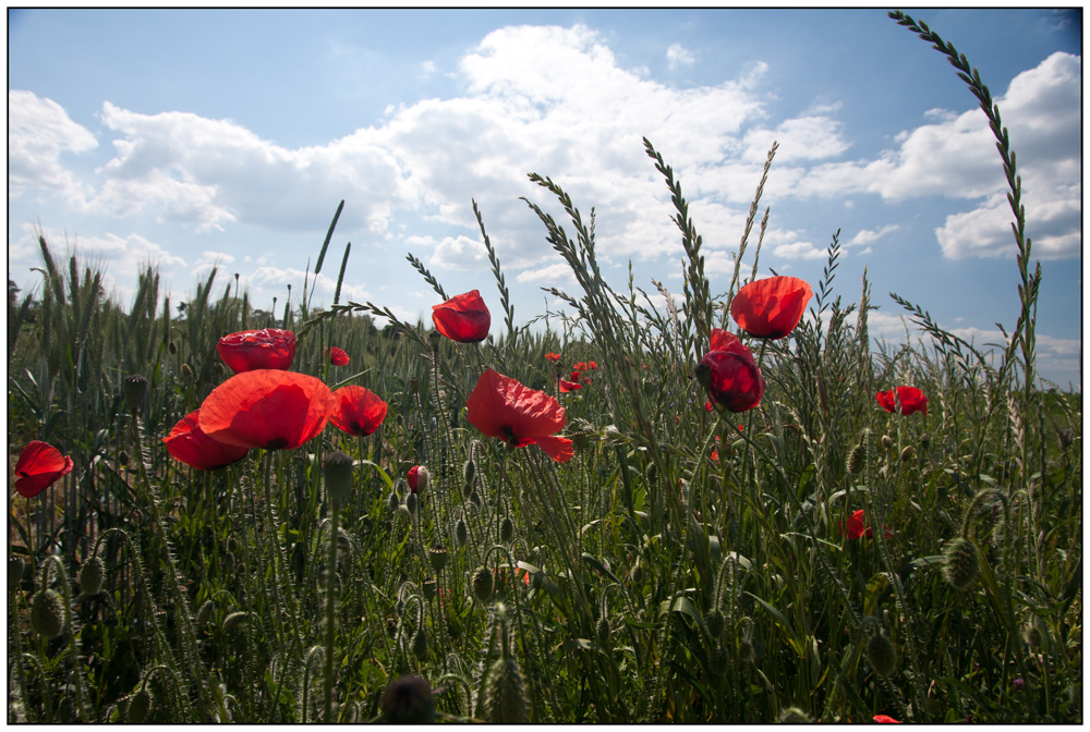 Mohn 02