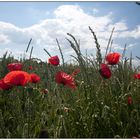 Mohn 02