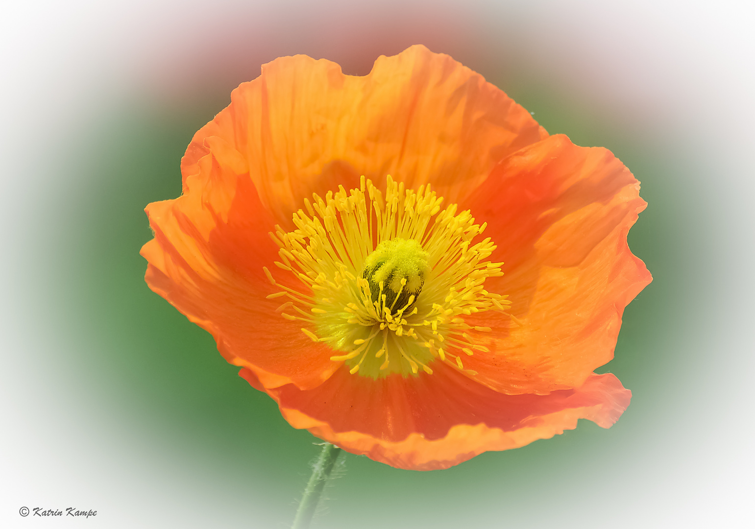 Mohn 02