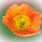 Mohn 02