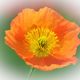 Mohn