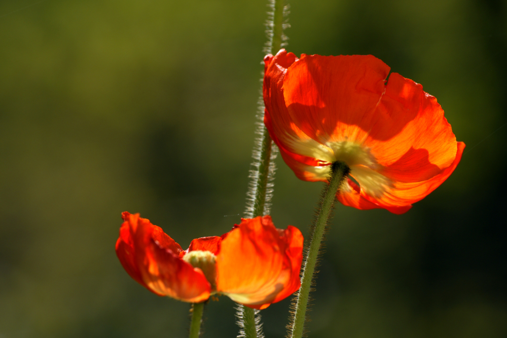 Mohn #02