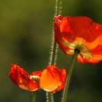 Mohn #02