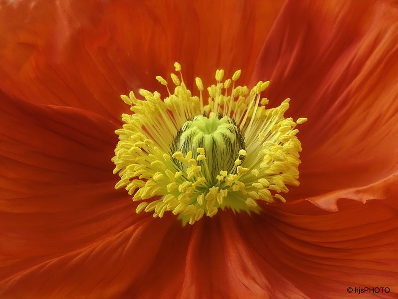 Mohn 02