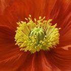 Mohn 02