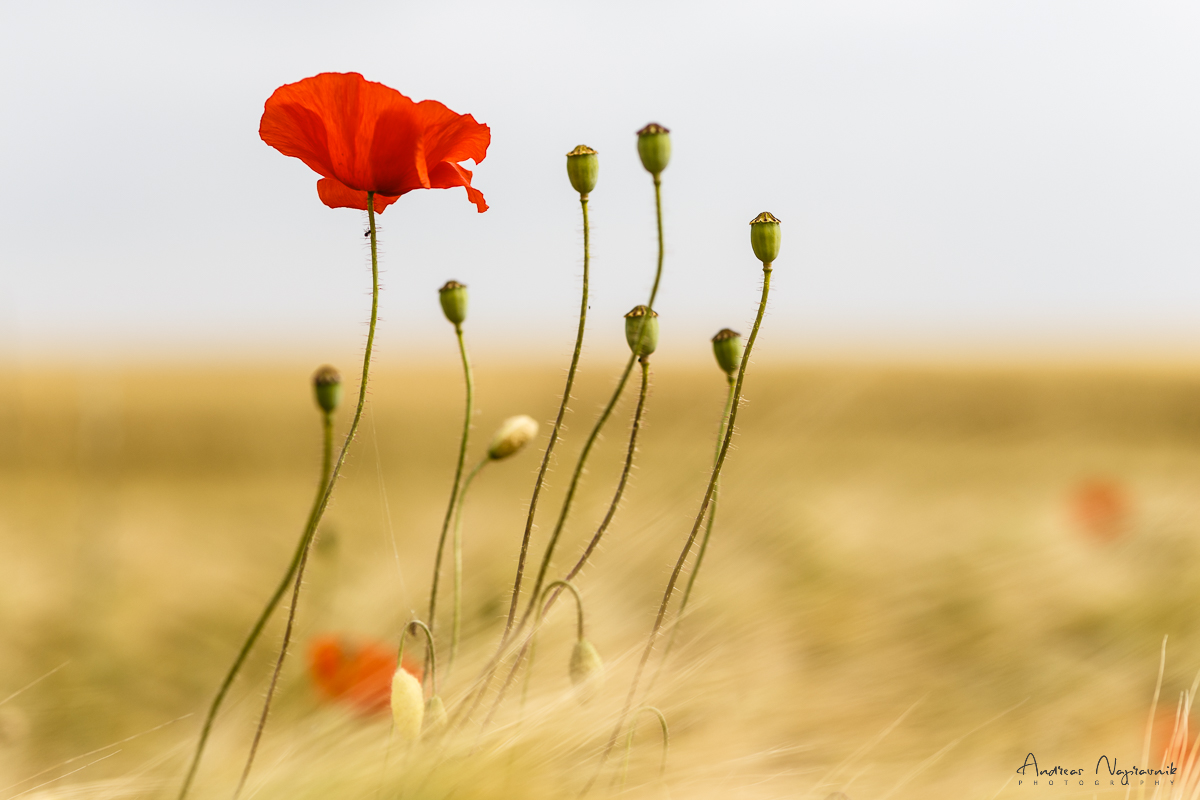 Mohn 02