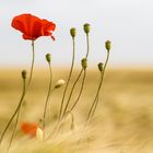 Mohn 02