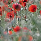 Mohn 02