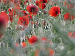 Mohn 02