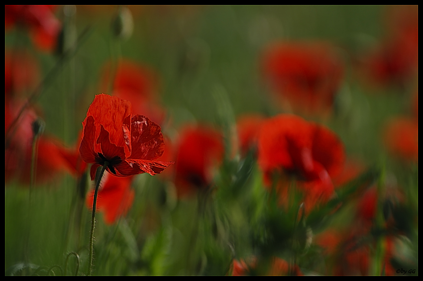 Mohn