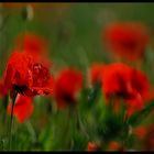 Mohn