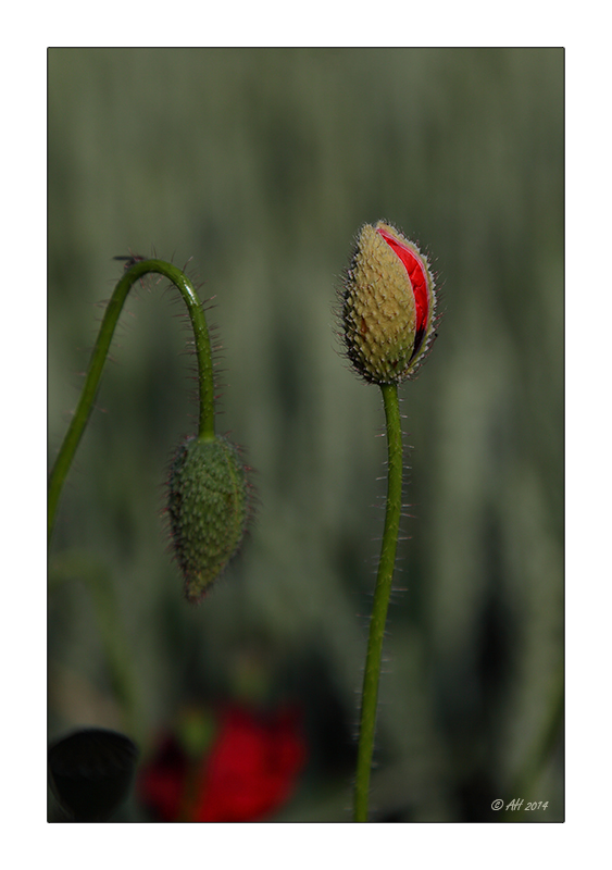 Mohn - 02/2014