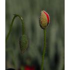 Mohn - 02/2014