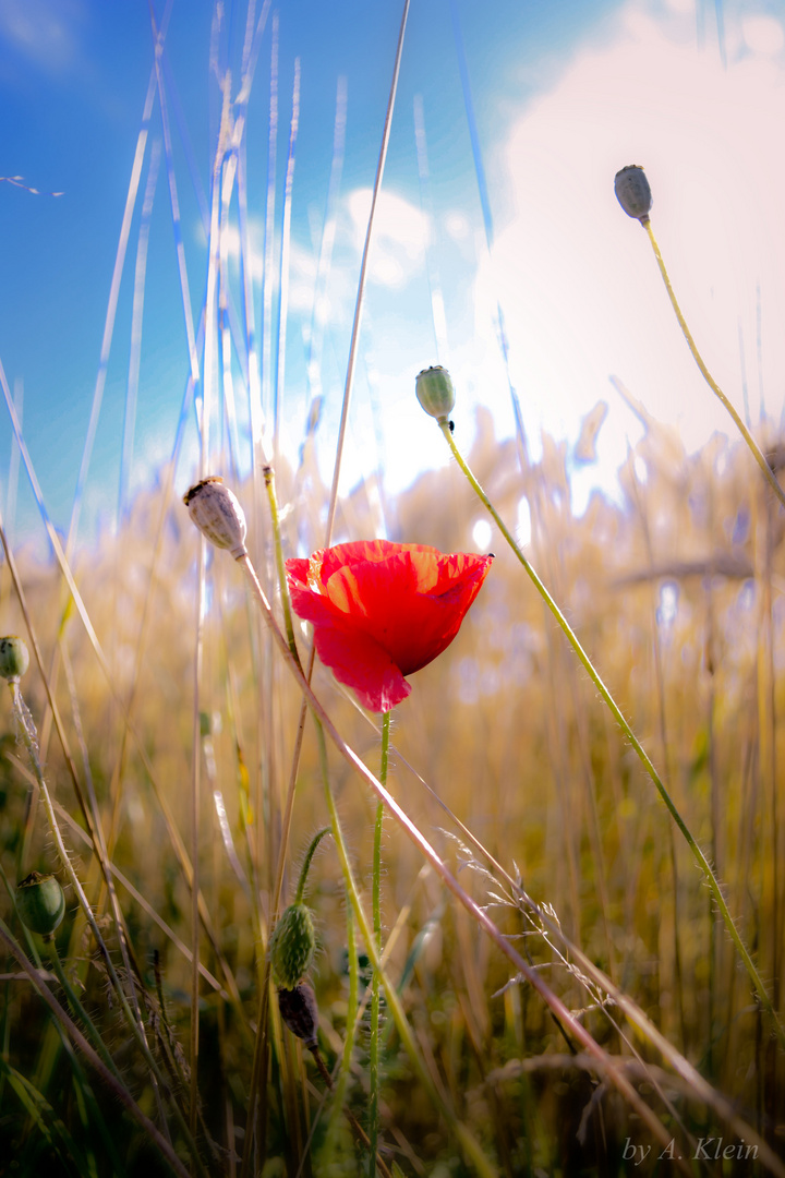 Mohn