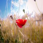 Mohn