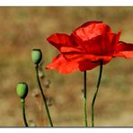 Mohn