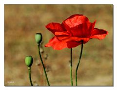 Mohn