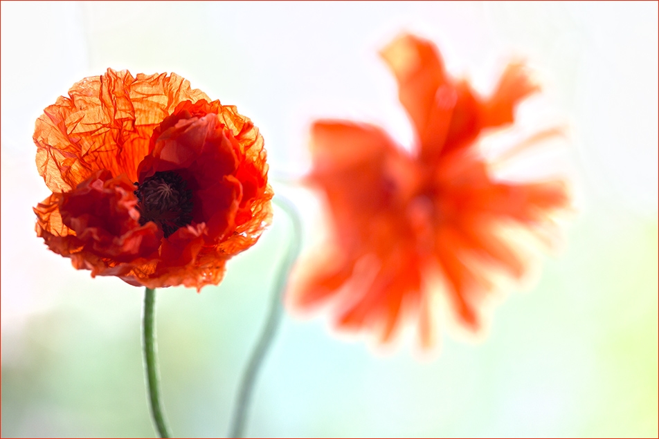 Mohn