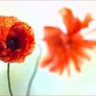 Mohn