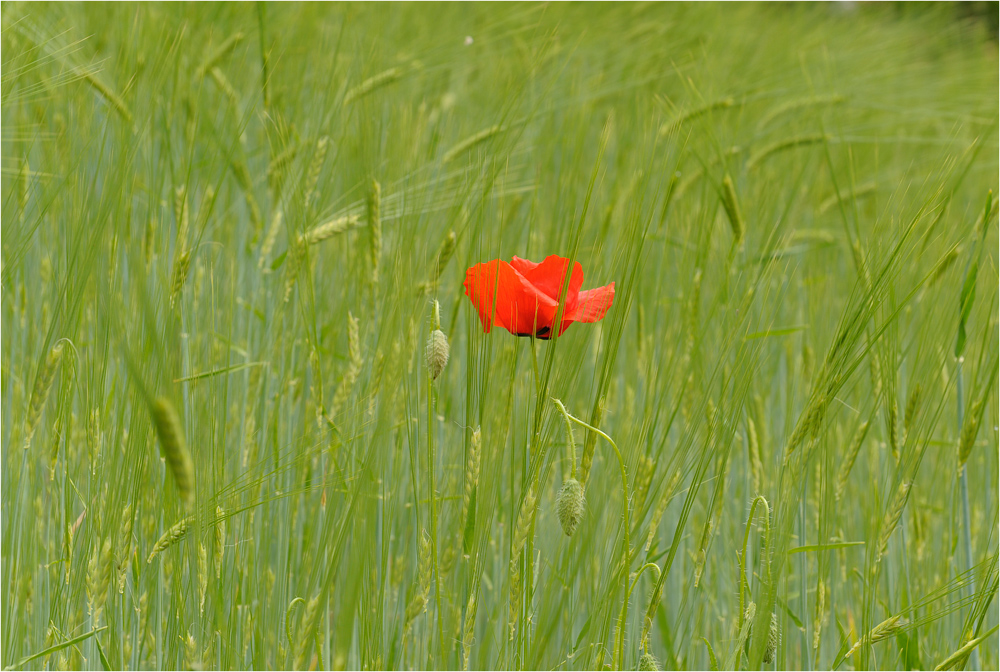 mohn