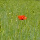 mohn