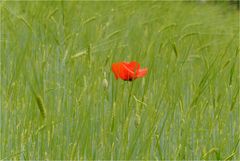 mohn