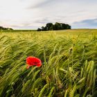 Mohn