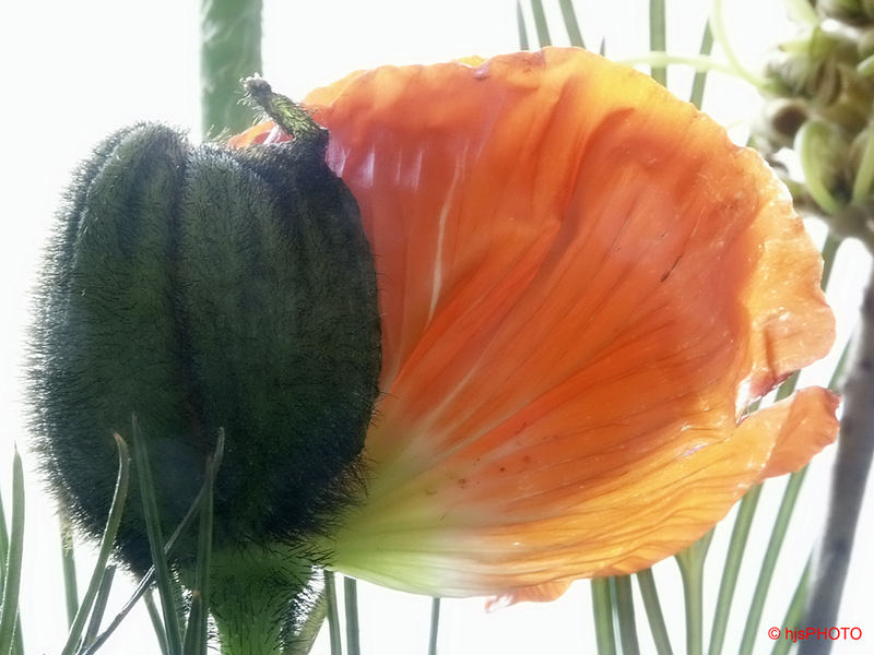 Mohn 03