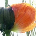 Mohn 03