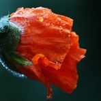 Mohn #03